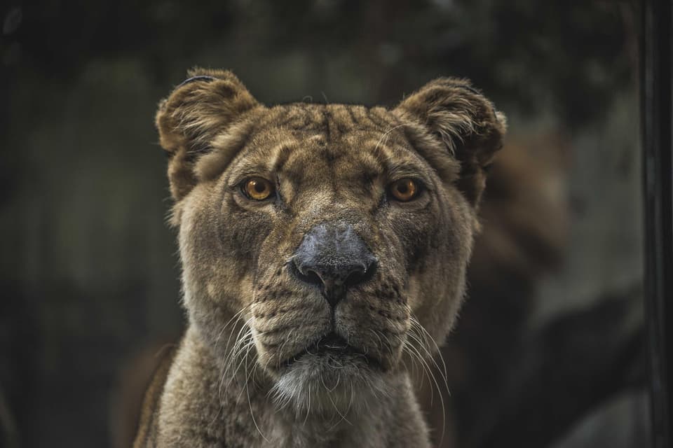 Close portrait of a lioness